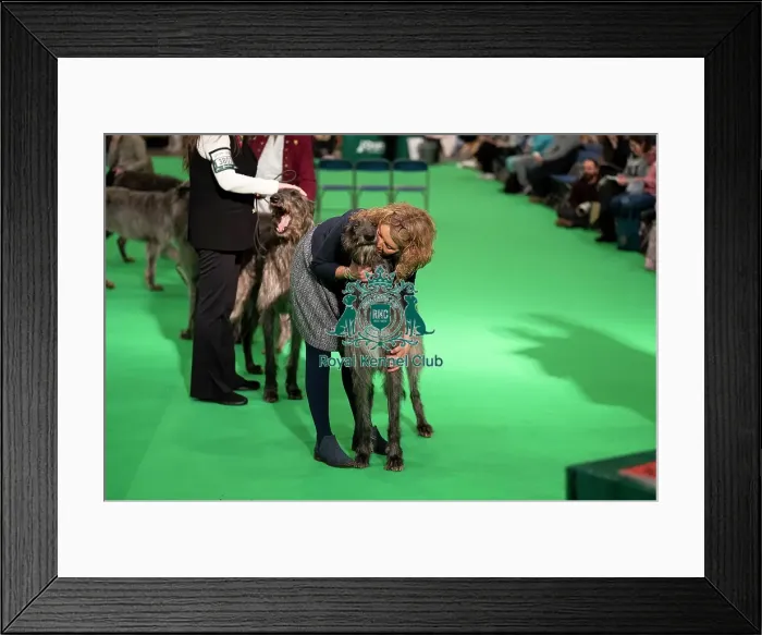Framed Print : Irish Wolfhounds (Thursday 06 / 03 / 25) Framed Print : Irish Wolfhounds (Thursday 06 / 03 / 25)
