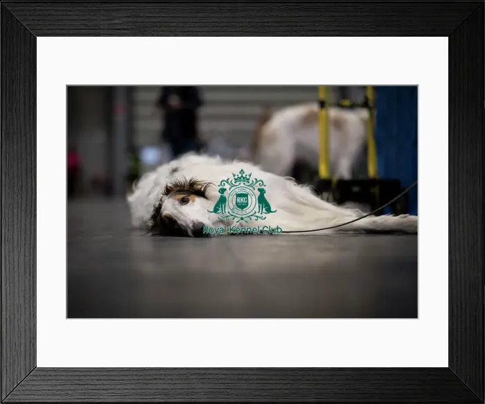 Framed Print : Brennan, a Borzoi, from South Wales Framed Print : Brennan, a Borzoi, from South Wales