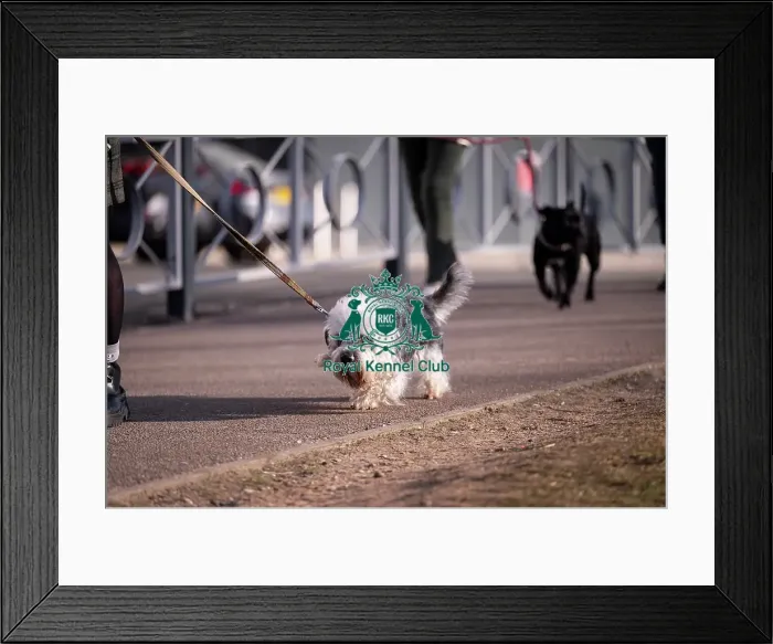 Framed Print : Malcy, a Dandie Dinmount Terrier