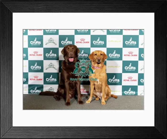 Framed Print : Dog influencers Hector, a Retriever (Labrador) Framed Print : Dog influencers Hector, a Retriever (Labrador)