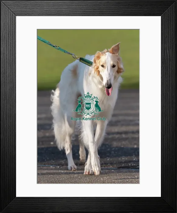 Framed Print : Bear, a Borzoi, arriving today (Thursday 06 / 03 / 25) Framed Print : Bear, a Borzoi, arriving today (Thursday 06 / 03 / 25)