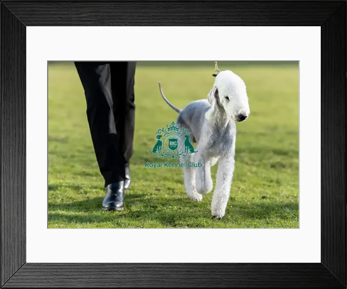 Framed Print : Solly, a Bedlington Terrier, arriving today (Thursday 06 / 03 / 25)