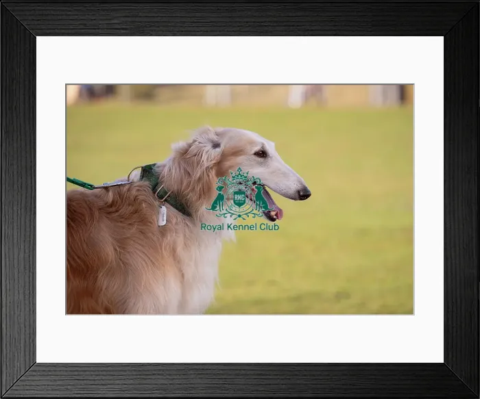 Framed Print : Sandy, a Borzoi, from the Midlands