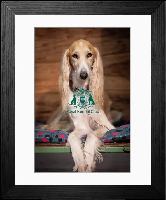 Framed Print : Yodi, a Saluki, from Nottingham
