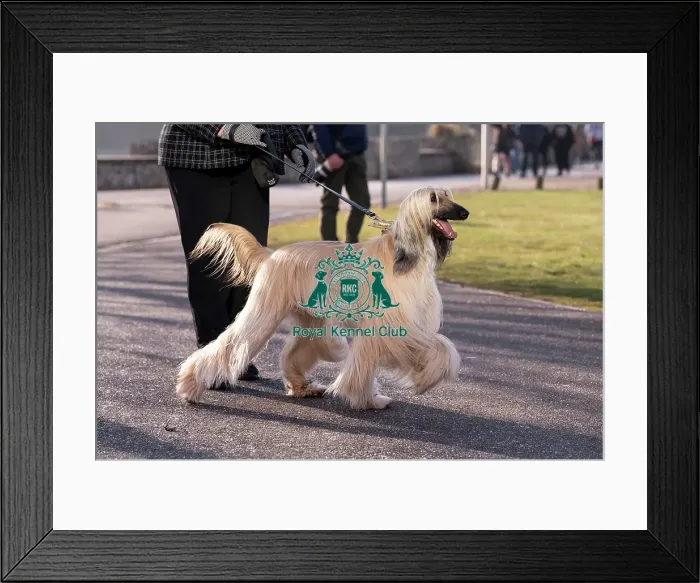 Framed Print : Jumeirah, Afghan Hound, from Liverpool Framed Print : Jumeirah, Afghan Hound, from Liverpool