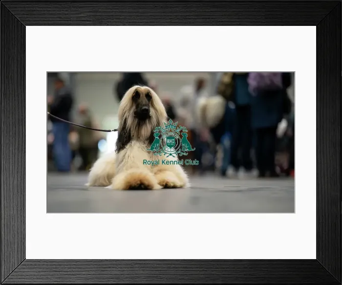 Framed Print : Paul O'Grady a Afghan Hound from Birmingham