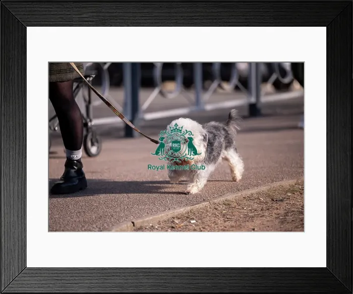 Framed Print : Malcy, a Dandie Dinmount Terrier