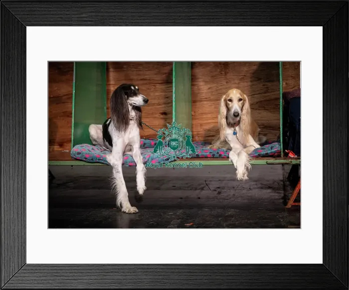 Framed Print : Yodi & Pepsi, Salukis, from Nottingham Framed Print : Yodi & Pepsi, Salukis, from Nottingham