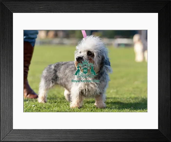 Framed Print : Violet, a Dandie Din Mont Terrier Framed Print : Violet, a Dandie Din Mont Terrier