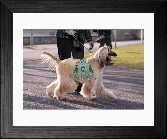 Framed Print : Jumeirah, Afghan Hound, from Liverpool Framed Print : Jumeirah, Afghan Hound, from Liverpool