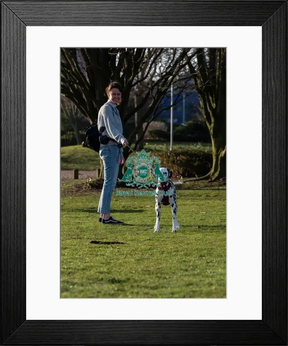 Framed Print : Riley, a Dalmatan, arriving today (Thursday 06 / 03 / 25)