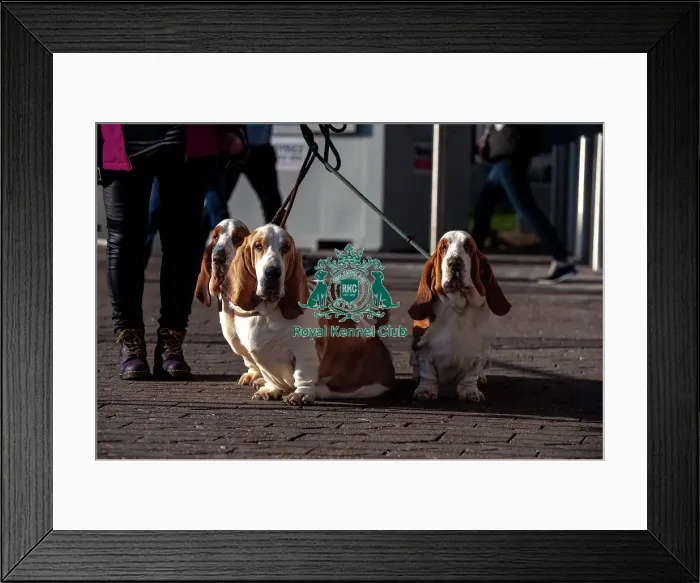 Framed Print : (left to right) Pi, Wilma and Wednesday