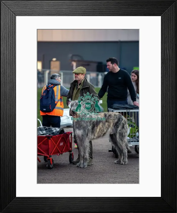 Framed Print : Flyn, an Irish Wolfhound, arriving today (Thursday 06 / 03 / 25) Framed Print : Flyn, an Irish Wolfhound, arriving today (Thursday 06 / 03 / 25)