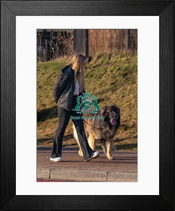 Framed Print : Torban, a Leoberger, arriving today (Thursday 06 / 03 / 25) Framed Print : Torban, a Leoberger, arriving today (Thursday 06 / 03 / 25)