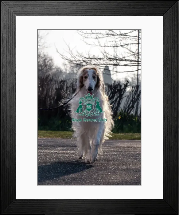 Framed Print : Ken, a Borzoi, arriving today (Thursday 06 / 03 / 25) Framed Print : Ken, a Borzoi, arriving today (Thursday 06 / 03 / 25)