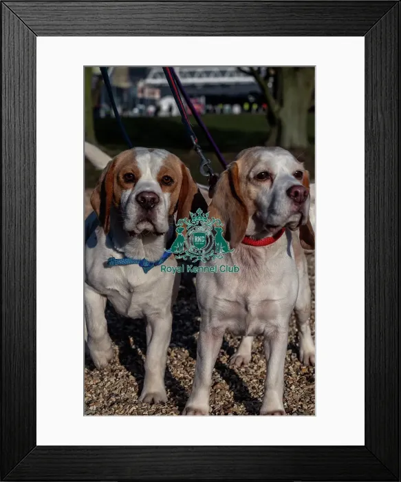 Framed Print : Gojo and Luna, both Beagles, arriving today (Thursday 06 / 03 / 25)
