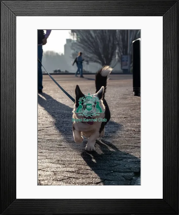Framed Print : Bobbi, a Welsh Corgi ( Cardigan) Framed Print : Bobbi, a Welsh Corgi ( Cardigan)
