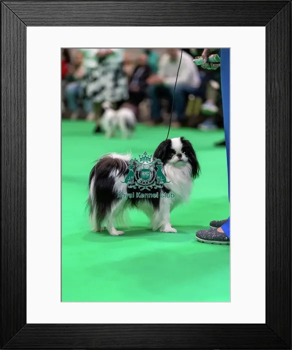 Framed Print : Japanese Chin dog in the judging ring Framed Print : Japanese Chin dog in the judging ring
