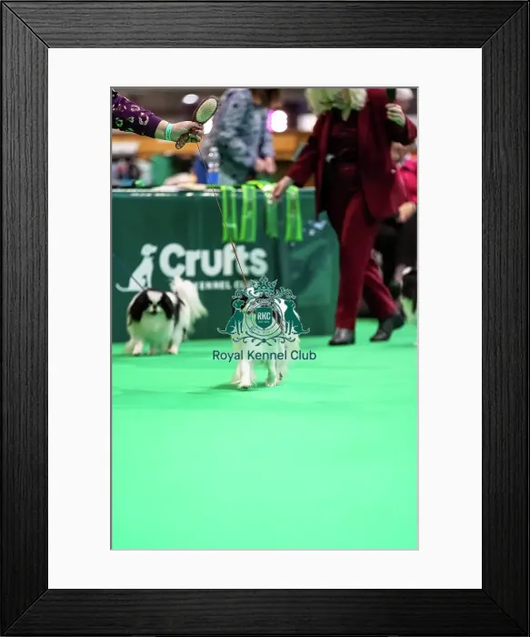 Framed Print : Japanese Chin dogs running in the judging ring Framed Print : Japanese Chin dogs running in the judging ring