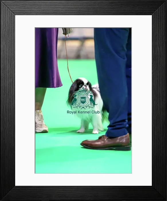 Framed Print : Japanese Chin dog at Crufts Framed Print : Japanese Chin dog at Crufts
