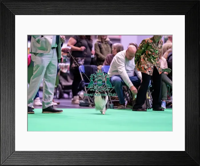Framed Print : Japanese chin dog looking at owner in the judging ring Framed Print : Japanese chin dog looking at owner in the judging ring