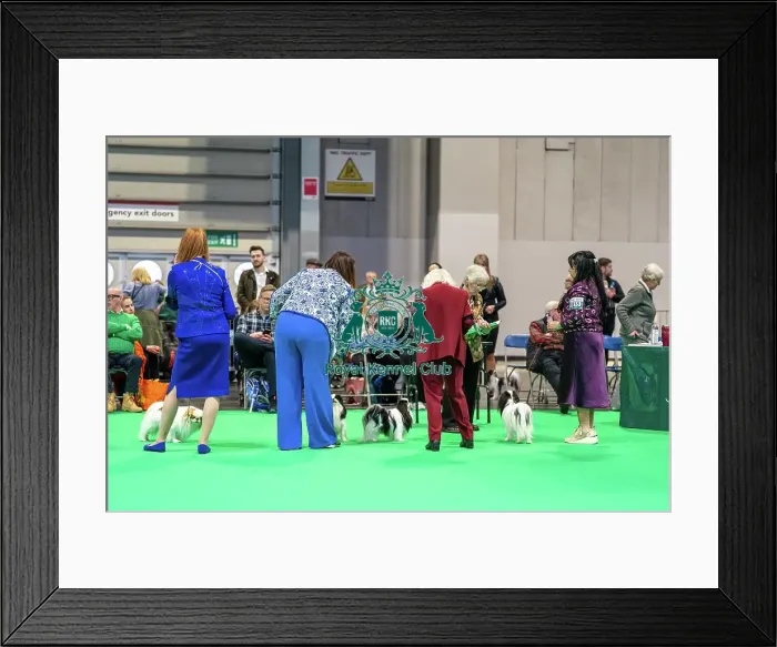 Framed Print : Owners with their Japanese Chin dogs in the judging ring Framed Print : Owners with their Japanese Chin dogs in the judging ring