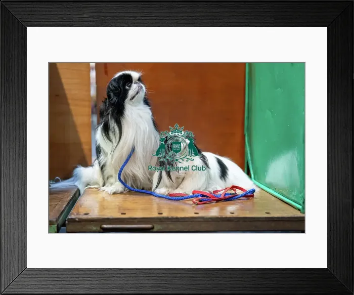Framed Print : Japanese Chin Dogs at Crufts Framed Print : Japanese Chin Dogs at Crufts
