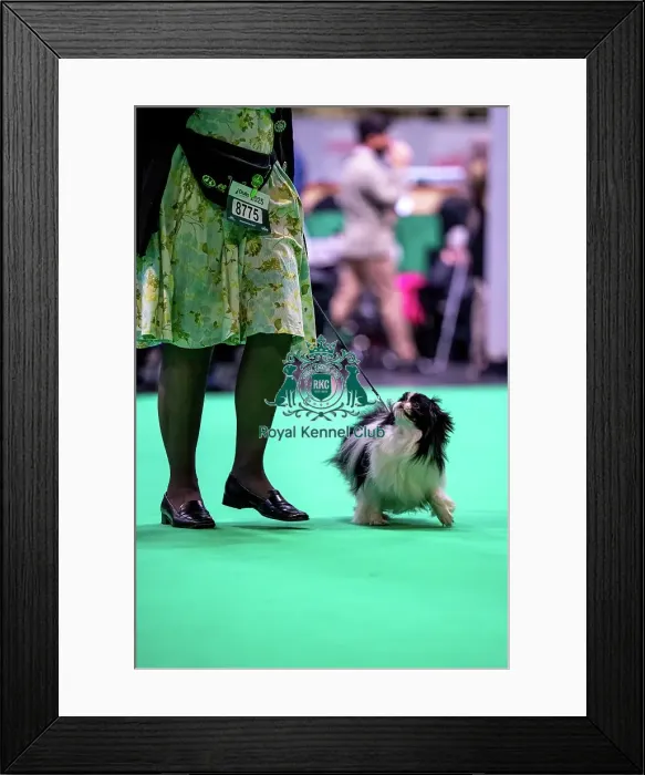 Framed Print : Japanese Chin running in the judging ring, Friday 7 March Framed Print : Japanese Chin running in the judging ring, Friday 7 March