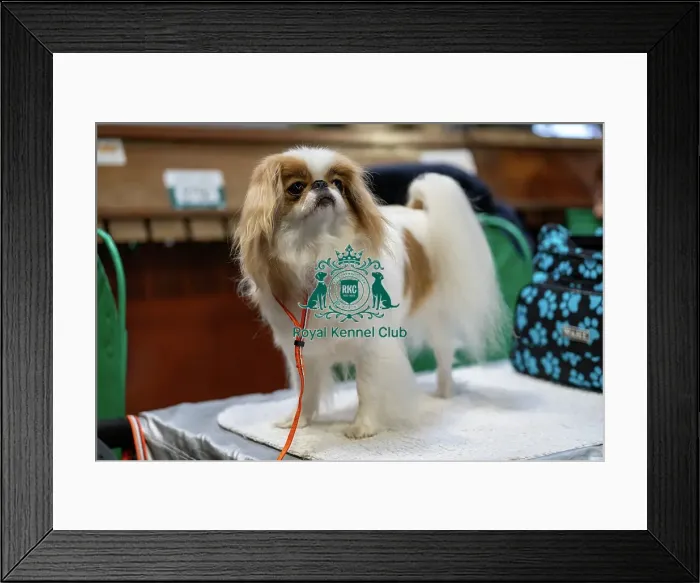 Framed Print : Owner with Japanese Chin Framed Print : Owner with Japanese Chin