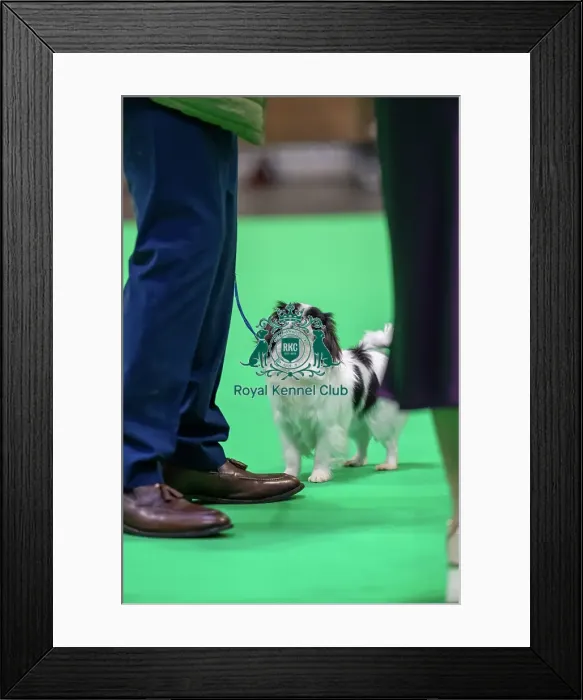 Framed Print : Japanese chin dog looking up at it's owner in the judging ring Japanese chin dog looking up at it's owner in the judging ring