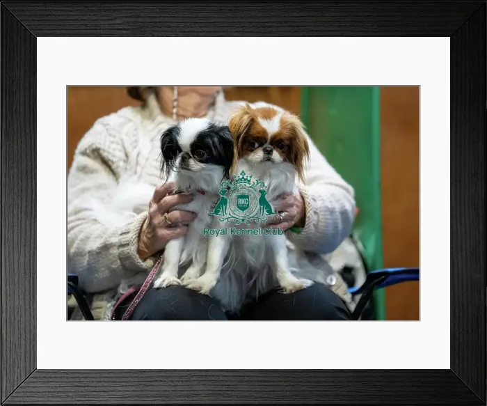 Framed Print : Japanese Chin Dogs at Crufts Framed Print : Japanese Chin Dogs at Crufts