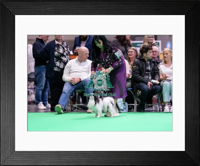 Framed Print : Japanese Chin looking up at owner Framed Print : Japanese Chin looking up at owner