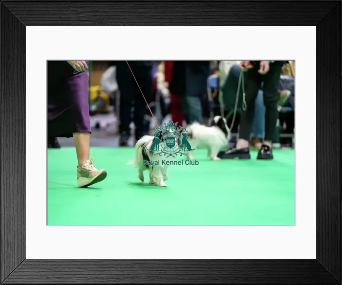 Framed Print : Japanese Chin in the judging ring, Friday 7 March Framed Print : Japanese Chin in the judging ring, Friday 7 March