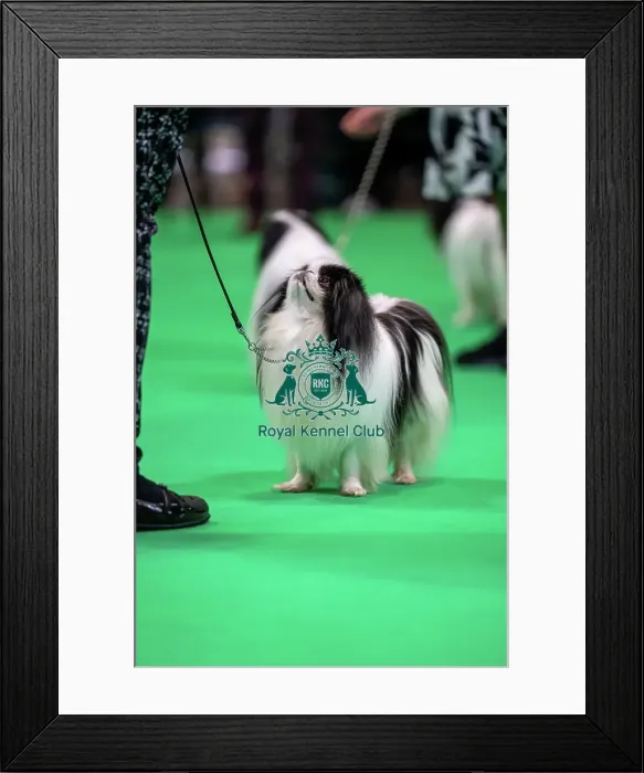 Framed Print : Japanese chin dog looking up at owner in the judging ring Framed Print : Japanese chin dog looking up at owner in the judging ring