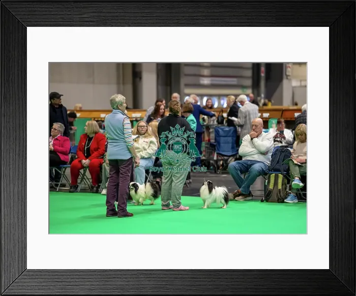 Framed Print : Crowd watching Japanese Chin judging ring Framed Print : Crowd watching Japanese Chin judging ring