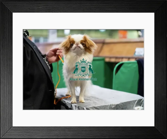 Framed Print : Japanese Chin dog Framed Print : Japanese Chin dog