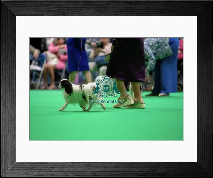 Framed Print : Japanese Chin dog running in the judging ring Framed Print : Japanese Chin dog running in the judging ring