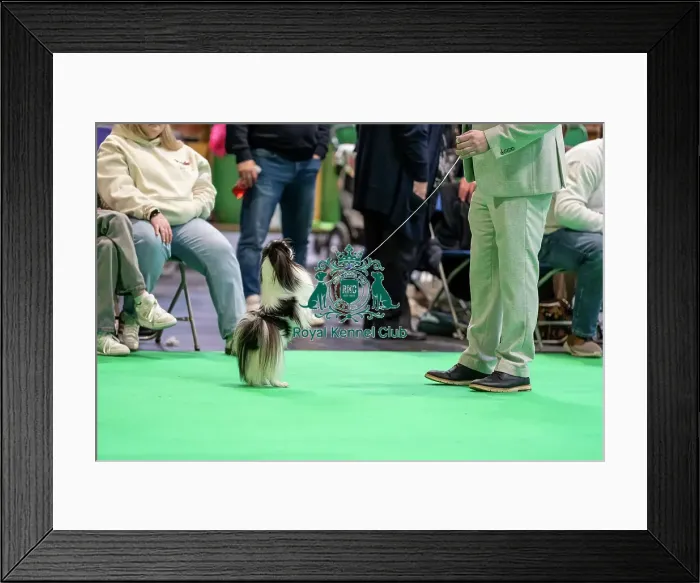 Framed Print : Japanese Chin standing on hind legs Framed Print : Japanese Chin standing on hind legs