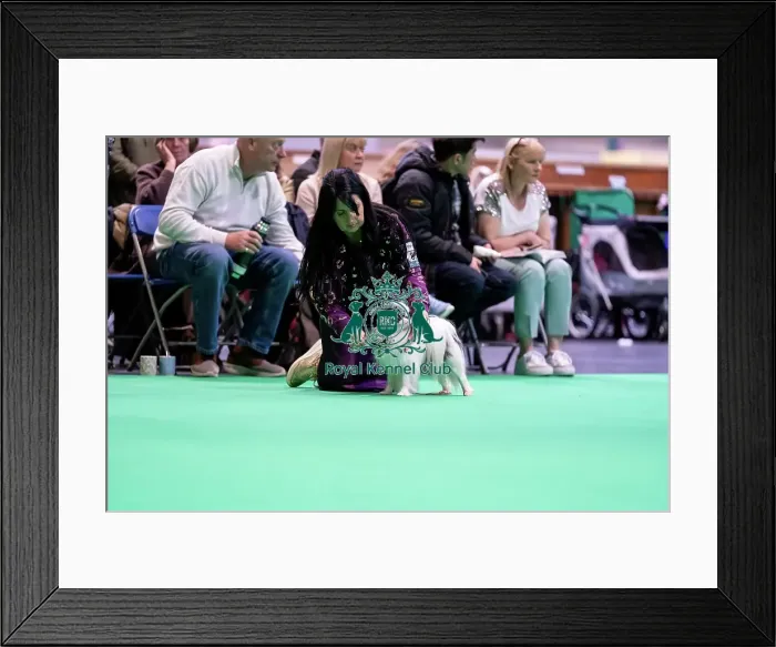 Framed Print : Japanese Chin being groomed in the judging ring
