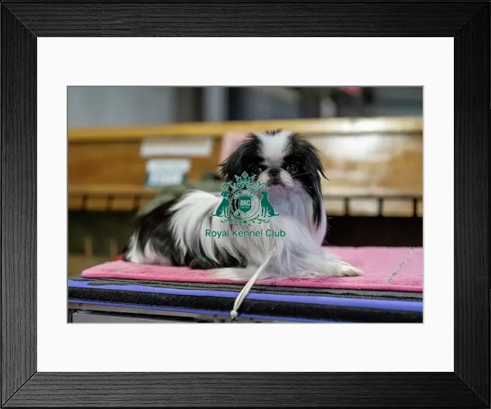 Framed Print : Japanese Chin dog lying down at Crufts, Friday 7 March Framed Print : Japanese Chin dog lying down at Crufts, Friday 7 March