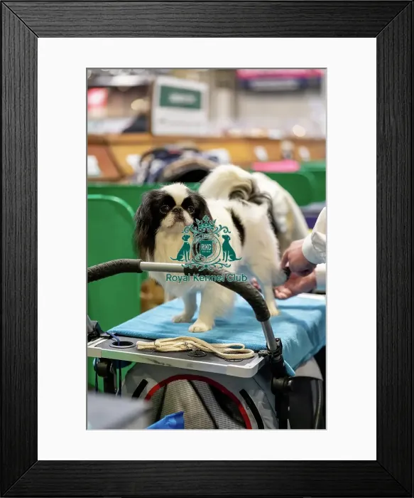 Framed Print : Japanese Chin dog being groomed at Crufts Framed Print : Japanese Chin dog being groomed at Crufts