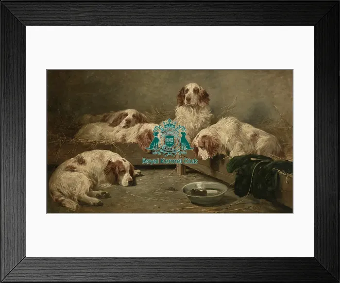 Framed Print : An Unexpected Visitor, Clumber Spaniels in a Kennel Framed Print : An Unexpected Visitor, Clumber Spaniels in a Kennel