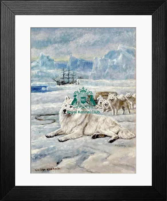 Framed Print : Ch Loga of the Arctic by F T Daws signed Framed Print : Ch Loga of the Arctic by F T Daws signed