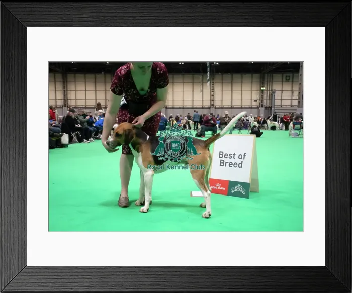 Framed Print : Harrier - Best of Breed, Crufts 2026 Harrier - Best of Breed, Crufts 2026 Framed Print : Harrier - Best of Breed, Crufts 2026 Harrier - Best of Breed, Crufts 2026