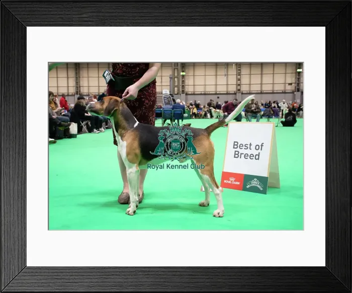 Framed Print : Harrier - Best of Breed, Crufts 2026 Harrier - Best of Breed, Crufts 2026 Framed Print : Harrier - Best of Breed, Crufts 2026 Harrier - Best of Breed, Crufts 2026