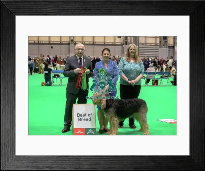 Framed Print : Otterhound - Best of Breed, Crufts 2026 Otterhound - Best of Breed, Crufts 2026 Framed Print : Otterhound - Best of Breed, Crufts 2026 Otterhound - Best of Breed, Crufts 2026