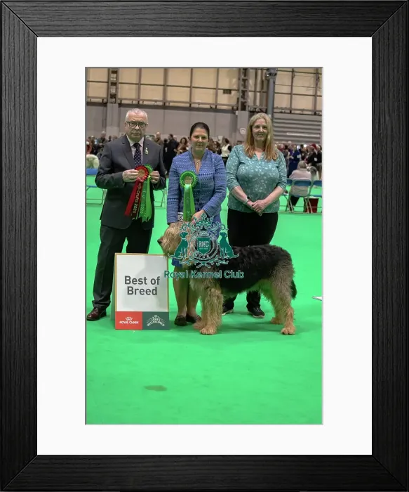 Framed Print : Otterhound - Best of Breed, Crufts 2026 Otterhound - Best of Breed, Crufts 2026 Framed Print : Otterhound - Best of Breed, Crufts 2026 Otterhound - Best of Breed, Crufts 2026