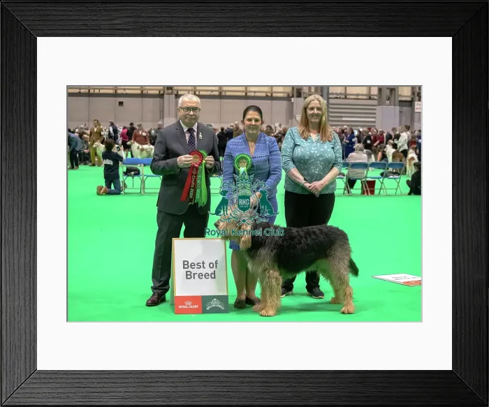 Framed Print : Otterhound - Best of Breed, Crufts 2026 Framed Print : Otterhound - Best of Breed, Crufts 2026