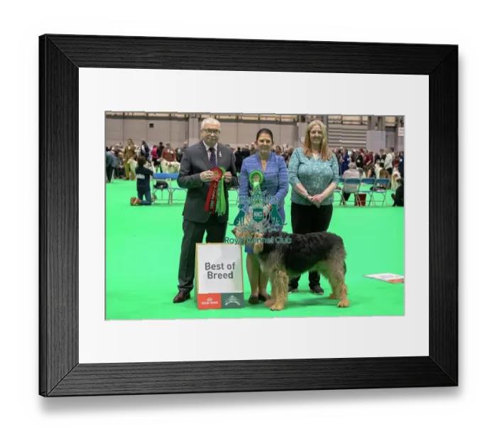 Framed Print : Otterhound - Best of Breed, Crufts 2026 Otterhound - Best of Breed, Crufts 2026 Framed Print : Otterhound - Best of Breed, Crufts 2026 Otterhound - Best of Breed, Crufts 2026