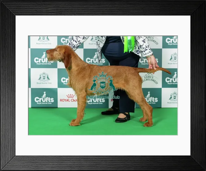 Framed Print : Hungarian Wirehaired Vizsla Best of Breed Crufts 2026